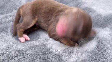 Kahverengi köpek battaniyenin üzerinde uyuyor. Yavru köpek küçük ve pembe bir burnu var. Battaniye gri ve köpek yavrusu üzerinde yatıyor.