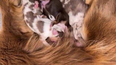 Anne köpek yavrularını emziriyor. Yavrular küçük ve kahverengi.