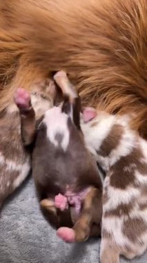 Yavru köpek pençeleri havada sırt üstü yatıyor ve annesi de üzerinde yatıyor.