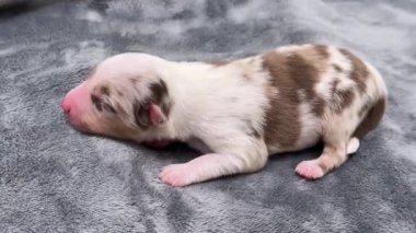 Yavru köpek battaniyenin üzerinde uyuyor. Köpek yavrusu kahverengi ve beyazdır. Battaniye gri.