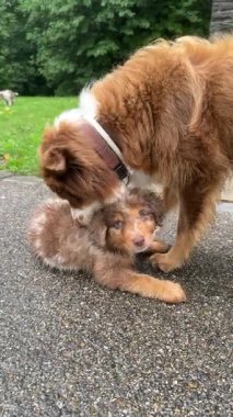 İki oyuncu köpek neşe içinde birbirleriyle etkileşime geçerek güçlü bağlarını ve neşeli doğalarını canlı yeşil bir parkta sergiliyorlar.