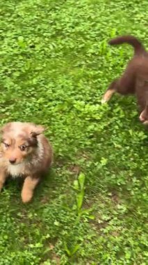İki inanılmaz sevimli, canlı köpek yavrusu neşeyle oynuyorlar yemyeşil çimlerle dolu canlı yeşil bir alanda.