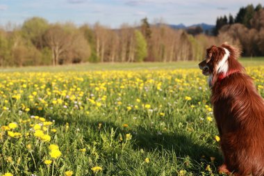 Sarı çiçeklerle dolu bir tarlada bir köpek oturuyor. Köpek, kameraya bakıyor. Arazi sarı çiçeklerle dolu ve gökyüzü temiz.
