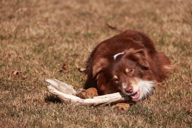 Kahverengi bir köpek çimlere uzanıyor ve bir sopa çiğniyor. Köpek aktiviteden zevk alıyor gibi görünüyor ve rahatlamış.