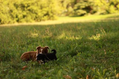 Çimenli bir arazide iki köpek oynuyor. Biri kahverengi ve diğeri siyah. Sahne neşeli ve neşeli.. .