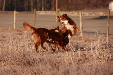 İki köpek bir tarlada oynuyor. Bir tanesi kahverengi ve beyaz. Diğeri kahverengi.