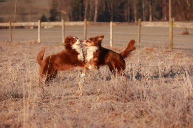 İki köpek bir tarlada oynuyor. Biri kahverengi ve beyaz ve diğeri kahverengi. Sahne neşeli ve neşeli.