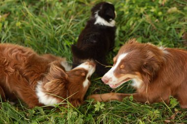 Üç köpek çimenlerde yatıyor, biri diğerini yalıyor. Sahne neşeli ve neşeli. Köpekler birbirine eşlik ediyor.. .