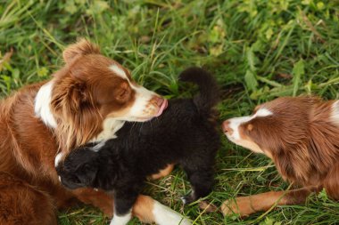 Otlak bir alanda üç köpek oynuyor. Köpeklerden biri diğer köpeğin yüzünü yalıyor.. .