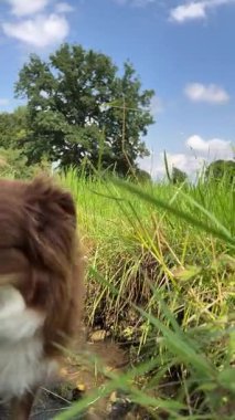 İnsan bir çimen tarlasında yürüyor. Çimler uzun ve yeşildir, ve insan çizme giyer. Sahne huzurlu ve huzurlu, doğanın güzelliğinin tadını çıkaran kişi.