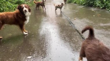 Neşeli köpeklerden oluşan neşeli bir grup, doğanın güzel, huzurlu bir caddesinde yağmurun altında oynuyorlar.