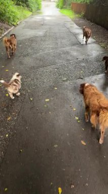 Beş neşeli ve enerjik köpek bereketli yeşilliklerle çevrili güzel, ıslak ve manzaralı bir yolu keşfediyor.