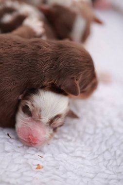 Kahverengi beyaz bir köpek yavrusu beyaz bir battaniyenin üzerinde uyuyor. Yavru köpek küçük ve sevimli. Battaniye yumuşak ve kabarık. .