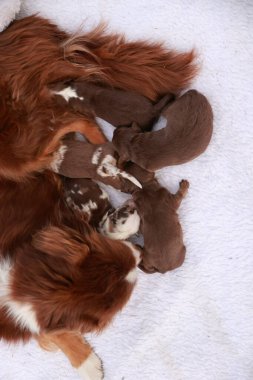 Kahverengi ve beyaz bir köpek yavrularıyla beyaz bir battaniyenin üzerinde uzanıyor. Yavrular ondan emziriyor ve birbirlerine çok yakınlar. Anne köpek yavrularına karşı çok korumacıdır.. .