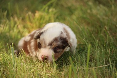 Küçük kahverengi ve beyaz bir köpek yavrusu çimlerin üzerinde uzanıyor. Yavru köpek kameraya bakıyor.