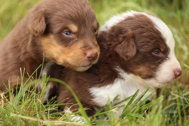 Bir grup sevimli kahverengi köpek yavrusu yeşil çimenlerde sarılıyor, masumiyetlerini ve neşelerini sergiliyorlar.