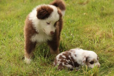 İnanılmaz derecede sevimli iki köpek yavrusu oynaşıyor ve yemyeşil bir alanı keşfediyor. Keyifli doğalarını sergiliyorlar.