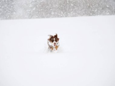 Köpek karda koşuyor. Köpek kahverengi ve beyazdır.