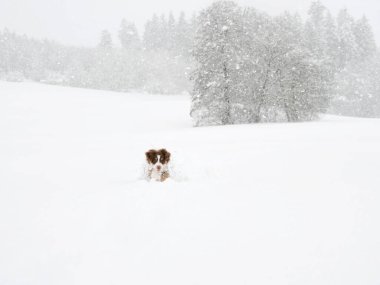 Karda köpek oynuyor. Köpek kahverengi ve beyazdır.