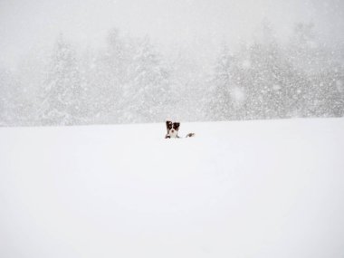 Köpek bir ormanın önündeki karda oturuyor. Sahne sessiz ve huzurlu, zemini kaplayan kar ve arka plandaki ağaçlar.