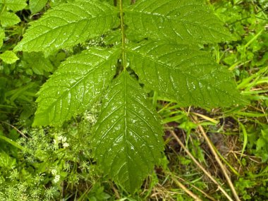 Yaprak ıslak ve yeşil. Yaprak yerde.