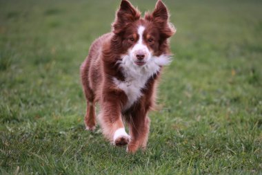 Kahverengi ve beyaz bir köpek çimenli bir arazide koşuyor. Köpek koşarken eğleniyor gibi görünüyor ve sahne huzurlu ve huzurlu.. .