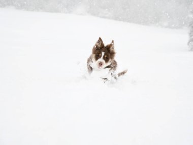 Kahverengi ve beyaz köpek karda koşuyor. Köpek küçük ve o eğleniyor. Kar derin ve köpek içinden koşarken çok fazla ses çıkarıyor.