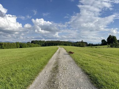 Köpek tarlada toprak bir yolda yürüyor. Gökyüzü bulutlu ve çimenler yeşil