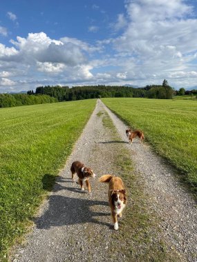 Üç köpek toprak yolda yürüyor. Yol ağaçlar ve otlarla çevrili. Köpekler kahverengi ve beyaz.