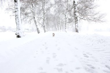 Köpek karlı bir yolda yürüyor. Kar çok derin ve köpek pençeleri karda iz bırakıyor. Sahne sakin ve sessiz, tek ses köpeklerin ayak sesleri.