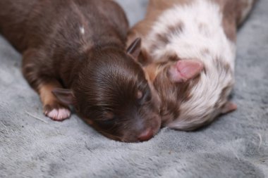 İki köpek yavrusu battaniyenin üzerinde uyuyor. Biri kahverengi ve diğeri beyaz. Kahverengi köpek yavrusu solda ve beyaz köpek yavrusu sağda.. .