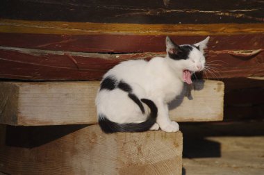 Kedi ağzı açık bir şekilde ahşap bir platformda oturuyor. Kedi siyah beyaz ve o soluk soluğa.