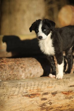 Siyah beyaz bir köpek yavrusu kütüğün üzerinde duruyor. Yavru köpek kameraya bakıyor. Kütük ahşaptan yapılmış ve pürüzlü bir dokusu var.