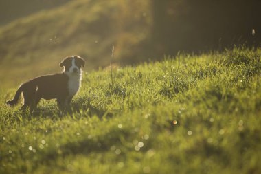 Köpek çimen tarlasında duruyor. Köpek kahverengi ve beyazdır. Çimler yeşil, gökyüzü mavi.