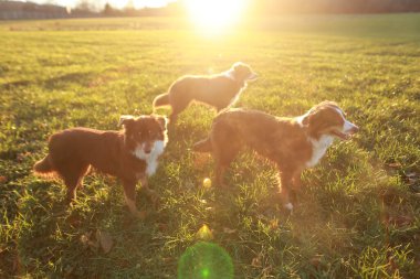 Üç köpek güneş üzerlerine doğarken bir tarlada oynuyorlar. Köpekler kahverengi ve beyaz.