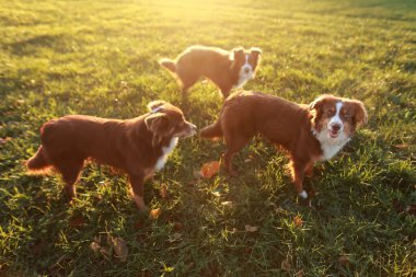 Çimenli bir arazide üç köpek duruyor. Köpekler kahverengi ve beyazdır. Herkes kameraya bakıyor.