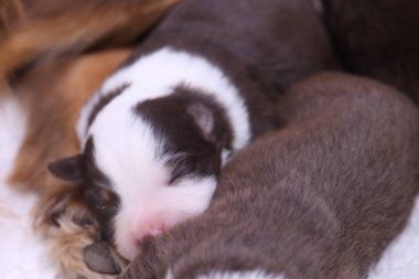Puppy annesi ve başka bir yavrusuyla yatıyor. Yavrular kahverengi ve beyaz. Yavrular çok sevimli ve huzurlu.