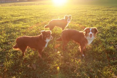 Bir tarlada üç köpek duruyor, biri tasma takıyor. Köpekler kahverengi ve beyaz ve güneşli günün tadını çıkarıyor gibiler.