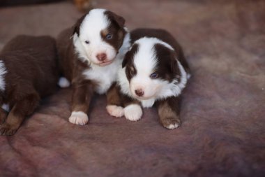 İki köpek yavrusu bir yatakta yatıyor. Biri kahverengi ve beyaz, diğeri kahverengi ve siyah.