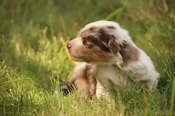 Küçük kahverengi ve beyaz bir köpek çimlerin üzerinde uzanıyor. Köpek sağa bakıyor.