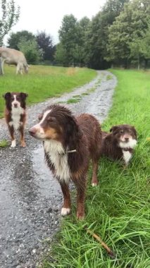 Üç ıslak ve heyecanlı köpek yağmurlu bir günde yemyeşil ortamda keyifle geziniyorlar.