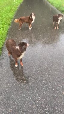 Üç oyuncu köpek ıslak bir yolda duruyor, yemyeşil otların arasında yağmurlu bir yürüyüşün keyfini çıkarıyorlar.