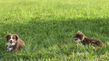 İki köpek çimenlerde yatıyor, biri solda ve biri sağda. Çimler yeşil ve yemyeşil. Köpekler güneşli günün tadını çıkarıyor gibi.