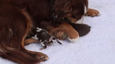 Kahverengi ve beyaz bir köpek beyaz bir battaniyenin üzerinde küçük bir köpeğin yanında uzanıyor. Anne köpek yavru köpeği yalıyor.. .