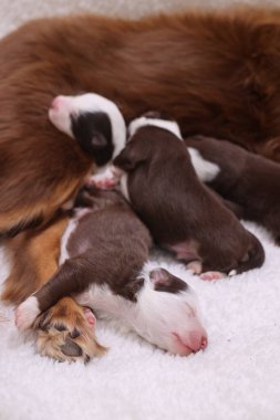 Bir grup köpek yavrusu beyaz bir battaniyenin üzerinde uyuyor. Yavrular çok tatlı ve sevimli.