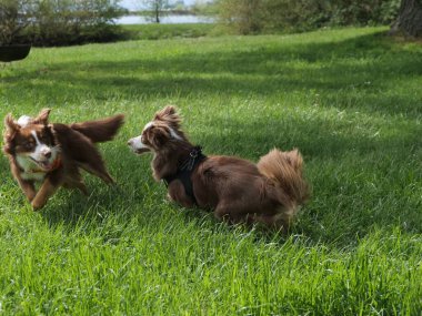 Çimenli bir alanda iki köpek koşuyor. Köpeklerden biri siyah bir koşum takımı takıyor.