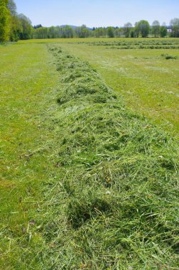 Ortasında saman olan bir çim tarlası. Samanlar kesildi ve kullanılmaya hazır.