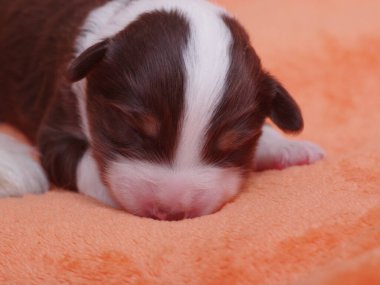 Kahverengi ve beyaz köpek bir battaniyenin üzerinde uyuyor. Yavru köpek küçük ve sevimli. Battaniye turuncu ve yumuşak.