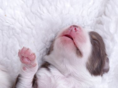 Köpek yavrusu beyaz bir battaniyenin üzerinde uyuyor. Yavru köpeğin pembe bir burnu ve pembe dudakları var. Yavru köpek kıvrılır ve patisini havaya kaldırır.