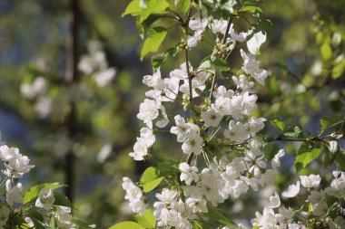 Beyaz çiçekli bir ağaç tam çiçeklenmiştir. Çiçekler küçük ve bir araya toplanmış. Ağaç yeşil yapraklarla çevrili ve gökyüzü berrak ve parlak.